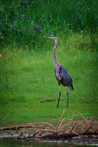Z5E_8302-NEF_DxO_DeepPRIME_Nik-DeNoiseAI-standard_Nik_Nik_DxO