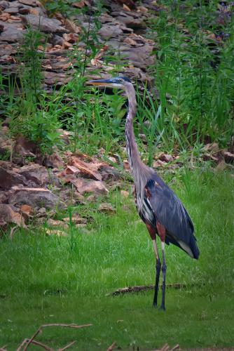 Z5E_8308-NEF_DxO_DeepPRIME_Nik-DeNoiseAI-standard_Nik_Nik_DxO