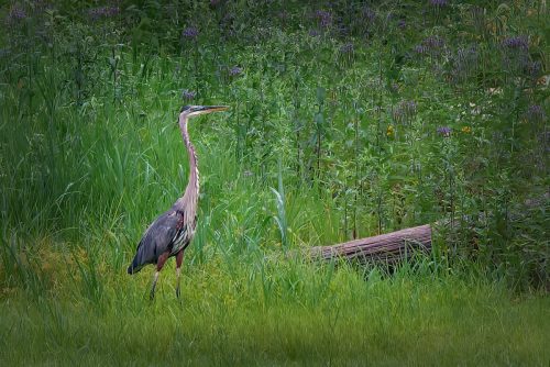 Z5E_8315-NEF_DxO_DeepPRIME_Nik-DeNoiseAI-standard_Nik_Nik_DxO