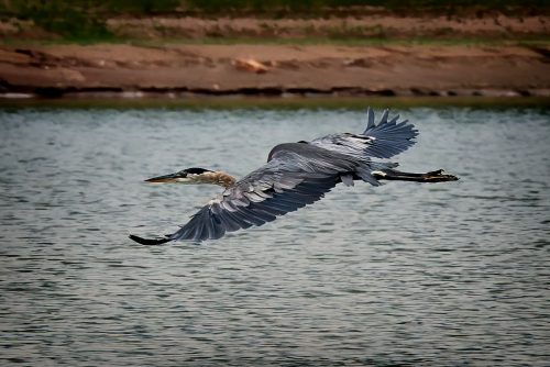 Z5E_8324-NEF_DxO_DeepPRIME_Nik-DeNoiseAI-standard_Nik_DxO