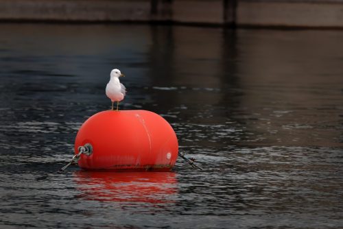 Z5E_8372_Nik-DeNoiseAI-standard_Nik_Nik_DxO