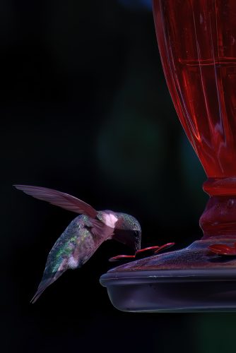 Z5E_8544-NEF_DxO_DeepPRIME_Nik-DeNoiseAI-low-light_Nik-SharpenAI-Standard_Nik_DxO