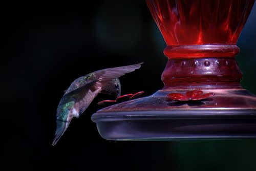 Z5E_8545-NEF_DxO_DeepPRIME_Nik-DeNoiseAI-low-light_Nik-SharpenAI-Motion_Nik_DxO