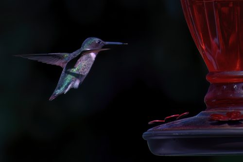 Z5E_8546-NEF_DxO_DeepPRIME_Nik-DeNoiseAI-low-light_Nik-SharpenAI-Standard_Nik_DxO