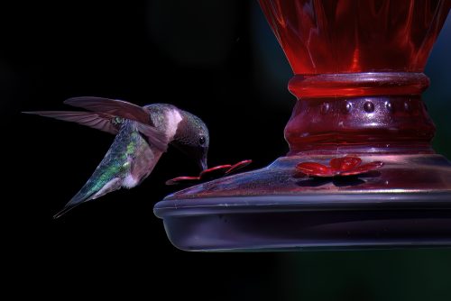 Z5E_8547-NEF_DxO_DeepPRIME_Nik-DeNoiseAI-low-light_Nik-SharpenAI-Standard_Nik_DxO