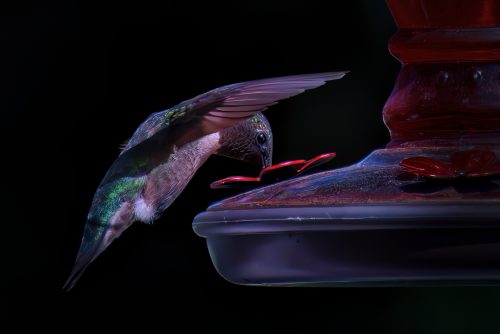 Z5E_8548-NEF_DxO_DeepPRIME_Nik-DeNoiseAI-low-light_Nik-SharpenAI-Motion_Nik_DxO