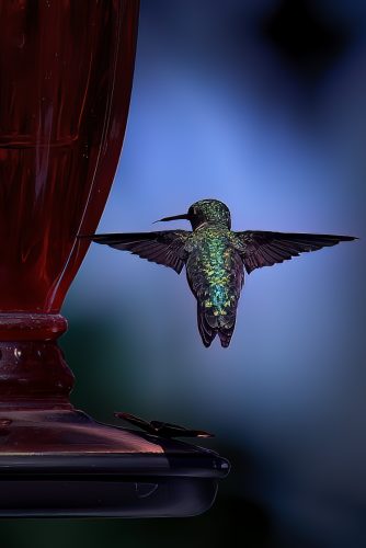 Z5E_8576-NEF_DxO_DeepPRIME_Nik-DeNoiseAI-low-light_Nik-SharpenAI-Standard_Nik_DxO