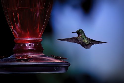 Z5E_8582-NEF_DxO_DeepPRIME_Nik_Nik-DeNoiseAI-low-light_Nik-SharpenAI-Standard_DxO