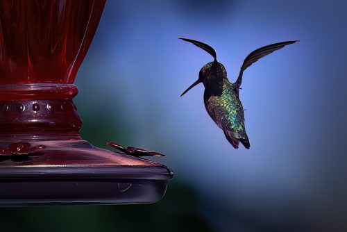 Z5E_8583-NEF_DxO_DeepPRIME_Nik-DeNoiseAI-low-light_Nik_Nik-SharpenAI-Standard_DxO