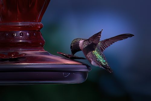 Z5E_8584-NEF_DxO_DeepPRIME_Nik-DeNoiseAI-low-light_Nik-SharpenAI-Standard_Nik_DxO