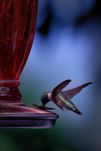 Z5E_8591-NEF_DxO_DeepPRIME_Nik-DeNoiseAI-low-light_Nik_Nik_DxO