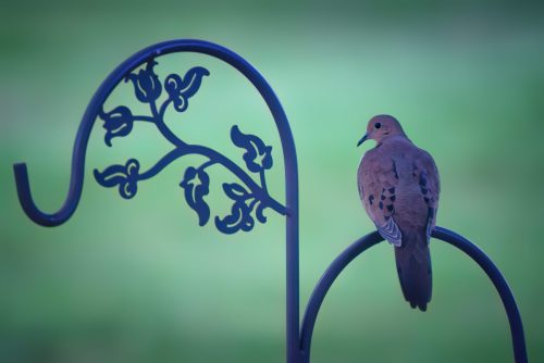 Z5E_8607_Nik-DeNoiseAI-low-light_Nik_Nik-SharpenAI-Motion_DxO