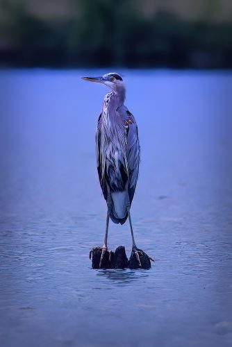 Z5E_8637-NEF_DxO_DeepPRIME_Nik-DeNoiseAI-low-light_Nik_Nik-SharpenAI-Standard_DxO