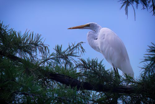 Z5E_8645-NEF_DxO_DeepPRIME_Nik-DeNoiseAI-low-light_Nik_Nik-SharpenAI-Motion_DxO