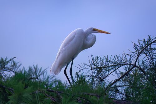 Z5E_8654-NEF_DxO_DeepPRIME_Nik-DeNoiseAI-low-light_Nik_Nik-SharpenAI-Standard_DxO
