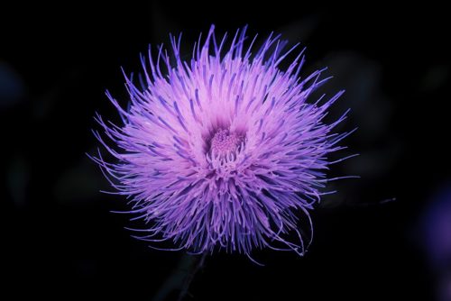 Z5E_8710-NEF_DxO_DeepPRIME_Nik-DeNoiseAI-low-light_Nik_Nik_DxO