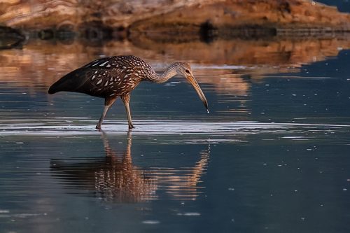 Z5E_8869-NEF_DxO_DeepPRIME_Nik-DeNoiseAI-standard_Nik_DxO