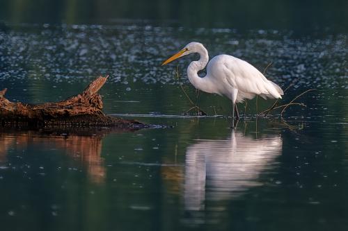 Z5E_8876-NEF_DxO_DeepPRIME_Nik-DeNoiseAI-standard_Nik_DxO