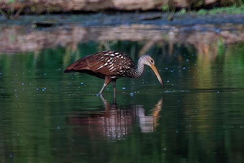 Z5E_8891-NEF_DxO_DeepPRIME_Nik-DeNoiseAI-standard (1)_Nik_DxO