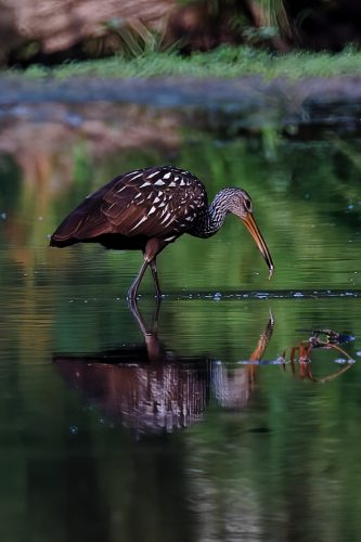 Z5E_8908-NEF_DxO_DeepPRIME_Nik-DeNoiseAI-standard_Nik_DxO