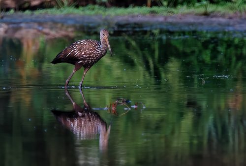 Z5E_8914-NEF_DxO_DeepPRIME_Nik-DeNoiseAI-standard_Nik_DxO