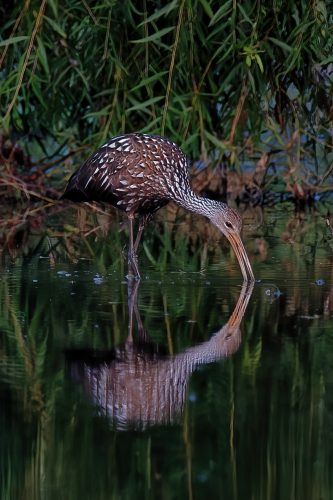 Z5E_8931-NEF_DxO_DeepPRIME_Nik-DeNoiseAI-standard_Nik_DxO