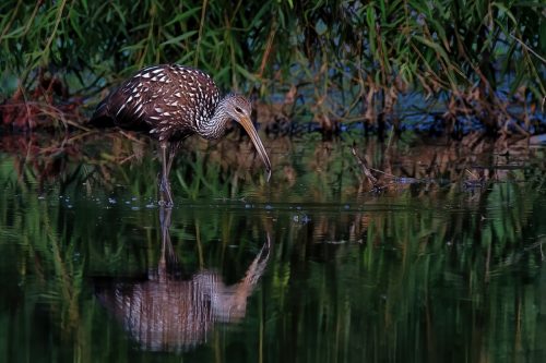 Z5E_8935-NEF_DxO_DeepPRIME_Nik-DeNoiseAI-standard_Nik_DxO