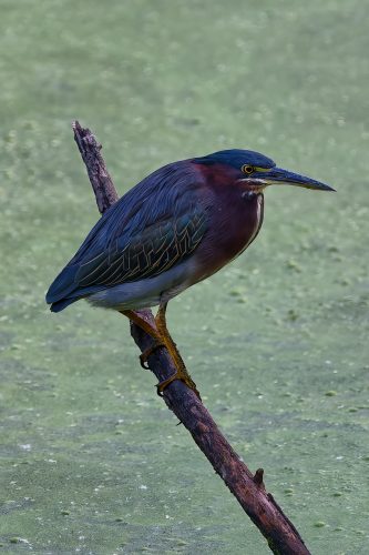 Z5E_8952-NEF_DxO_DeepPRIME_Nik-DeNoiseAI-standard_Nik_DxO