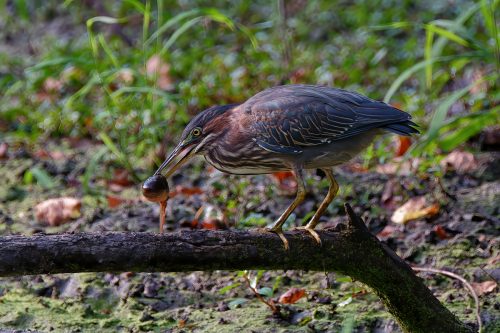 Z5E_8959-NEF_DxO_DeepPRIME_Nik-DeNoiseAI-standard_Nik_DxO