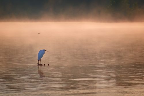 Z5E_9110-NEF_DxO_DeepPRIME_Nik-DeNoiseAI-low-light_Nik_Nik_DxO