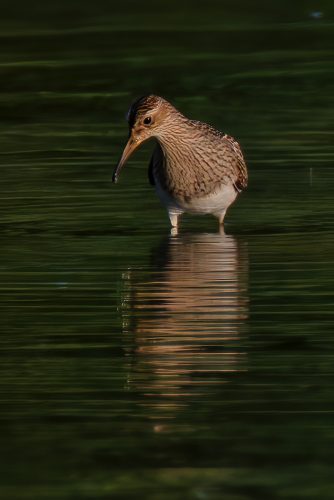 Z5E_9114_Nik-DeNoiseAI-standard_Nik_DxO