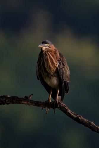 Z5E_9123_Nik-DeNoiseAI-standard_Nik_DxO