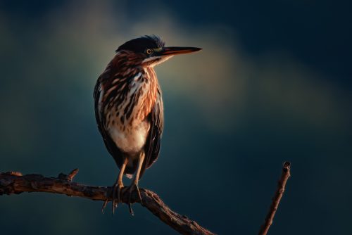 Z5E_9124_Nik-DeNoiseAI-standard_Nik_Nik_DxO