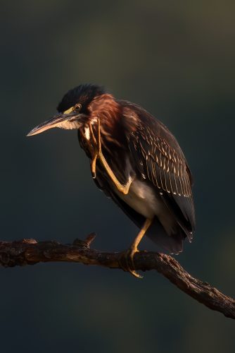 Z5E_9130_Nik-DeNoiseAI-standard_Nik_DxO