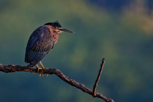 Z5E_9139-NEF_DxO_DeepPRIME_Nik-DeNoiseAI-standard_Nik_DxO