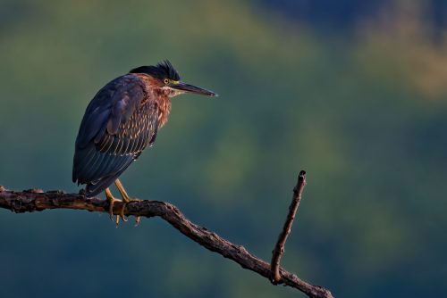 Z5E_9139-NEF_DxO_DeepPRIME_Nik-DeNoiseAI-standard_Nik_DxO