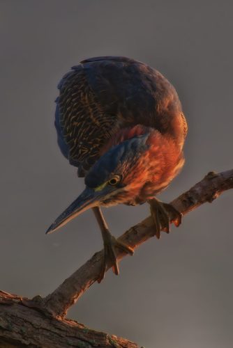 Z5E_9150_Nik-DeNoiseAI-standard_Nik_DxO