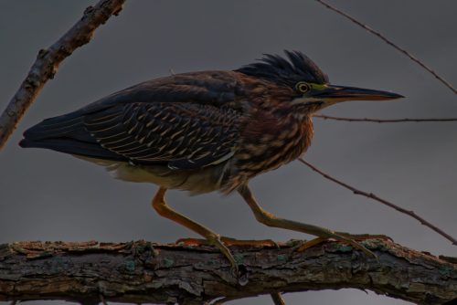 Z5E_9153_Nik-DeNoiseAI-standard_Nik_DxO