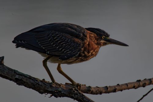 Z5E_9157_Nik-DeNoiseAI-standard_Nik_DxO