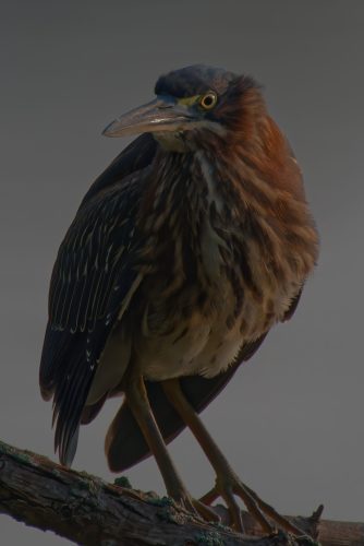 Z5E_9160_Nik-DeNoiseAI-standard_DxO