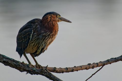 Z5E_9165-NEF_DxO_DeepPRIME_Nik-DeNoiseAI-clear_Nik_DxO