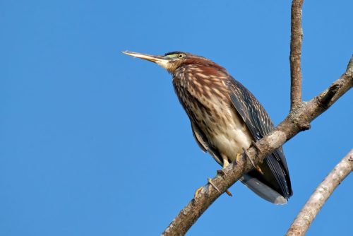 Z5E_9181-NEF_DxO_DeepPRIME_Nik-DeNoiseAI-standard_Nik_DxO