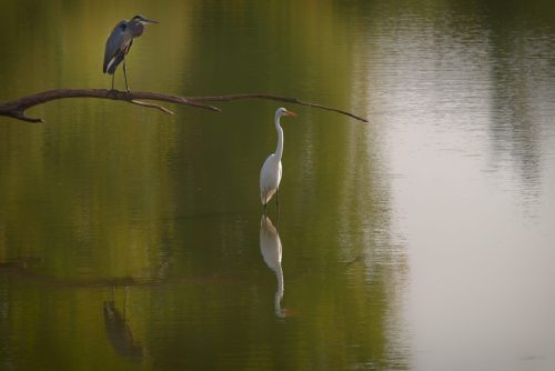 Z5E_9192_Nik-DeNoiseAI-standard_Nik_DxO