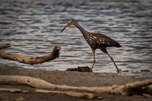 Z5E_9357-NEF_DxO_DeepPRIME_Nik-DeNoiseAI-standard_Nik_Nik_DxO