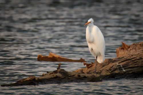 Z5E_9359-NEF_DxO_DeepPRIME_Nik-DeNoiseAI-standard_Nik_Nik_DxO