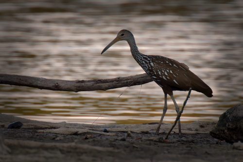 Z5E_9387-NEF_DxO_DeepPRIME_Nik-DeNoiseAI-standard_Nik_Nik_DxO