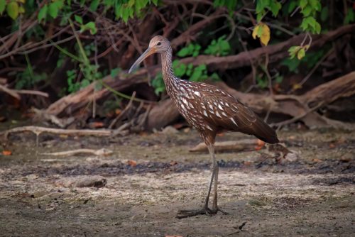 Z5E_9403_Nik-DeNoiseAI-standard_Nik_Nik_DxO