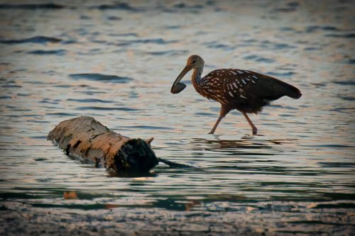 Z5E_9460-NEF_DxO_DeepPRIME_Nik-DeNoiseAI-standard_Nik_Nik_DxO