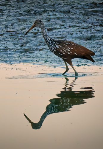 Z5E_9478-NEF_DxO_DeepPRIME_Nik-DeNoiseAI-standard_Nik_Nik_DxO-1