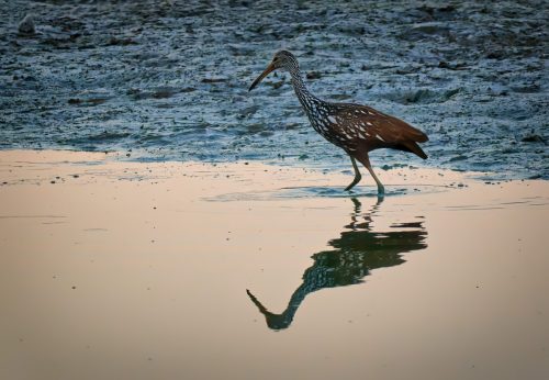 Z5E_9478-NEF_DxO_DeepPRIME_Nik-DeNoiseAI-standard_Nik_Nik_DxO